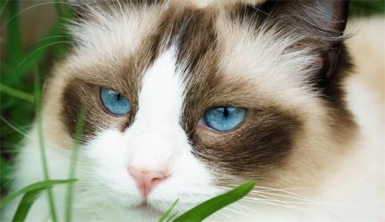 最受欢迎的3种宠物猫：布偶猫最美，英短猫咪最喵美价廉！