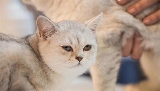 最受欢迎的3种宠物猫：布偶猫最美，英短猫咪最喵美价廉！