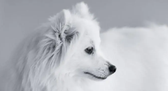 夏天到了,日本银狐犬怕热吗？
