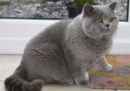 英国短毛猫怎么看品相