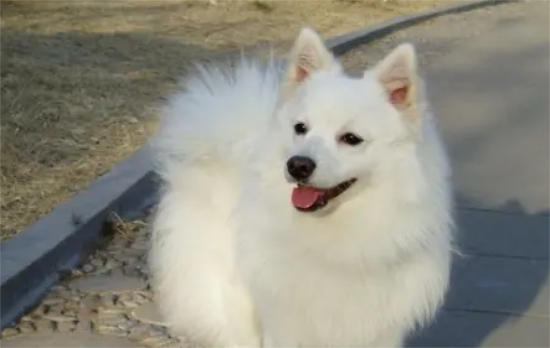 三个月大的银狐犬多重？