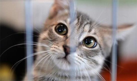 最受欢迎的3种宠物猫：布偶猫最美，英短猫咪最喵美价廉！