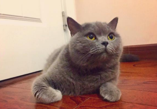 蓝猫颜色越来越浅怎么回事