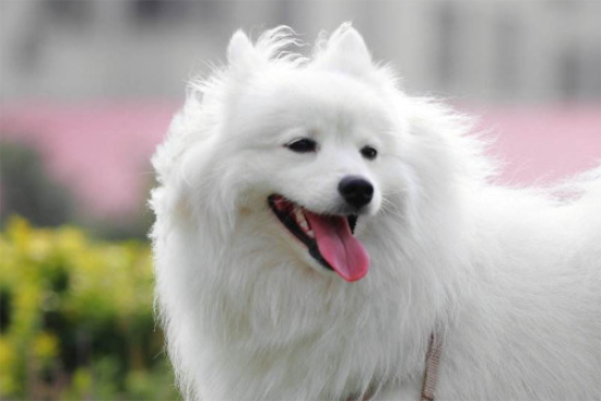 银狐犬和博美哪个贵