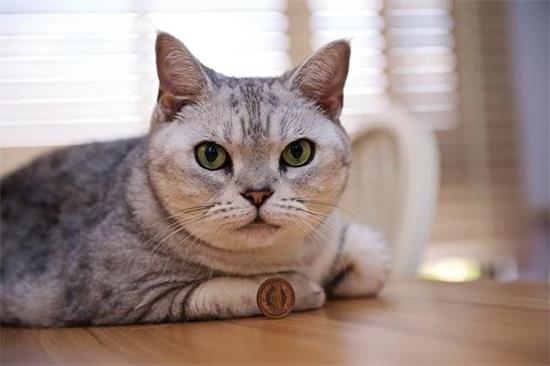 喂养美国短毛猫的饮食和运动需要注意些什么