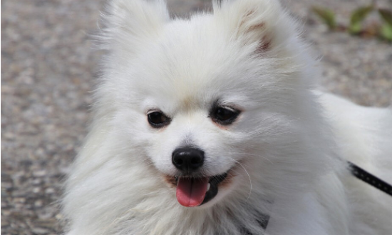 银狐犬为何非常少人养？原因你知道吗？
