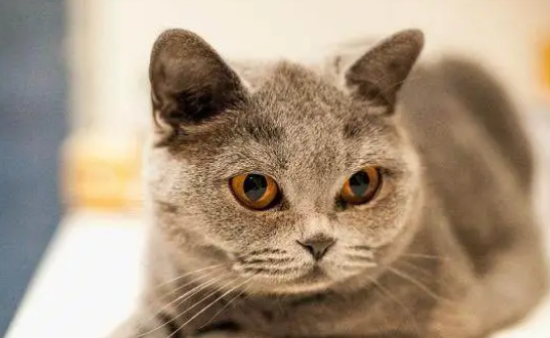 英国短毛猫的生活习性是什么？来看看吧