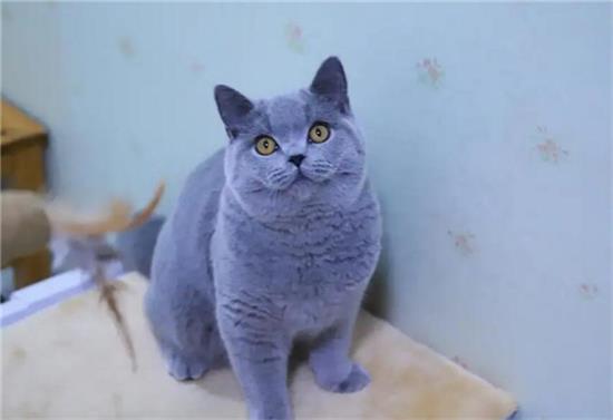 英短蓝猫的粘人吗？答案是肯定的