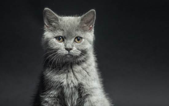 英短蓝猫的粘人吗？答案是肯定的