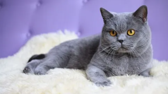 如何驯养英国短毛猫？养英国短毛猫需要准备什么