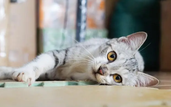猫会从高楼跳下去吗
