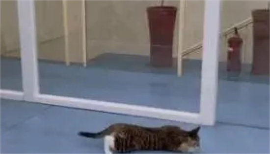 主人带买做绝育，不料猫咪打了麻醉满地爬