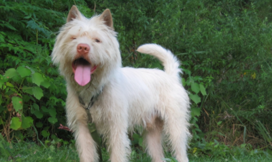 下司犬打猎怎么训练？这两项技能必须掌握