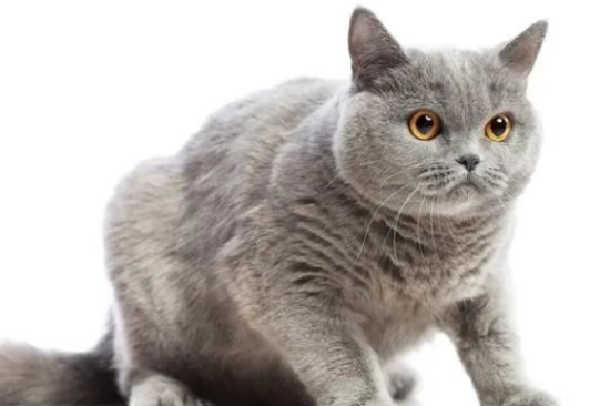 英短猫怎么养？懒人版攻略，让你轻松成为爸妈！