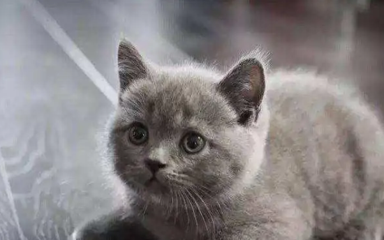 今日科普：为什么英短母猫更贵？