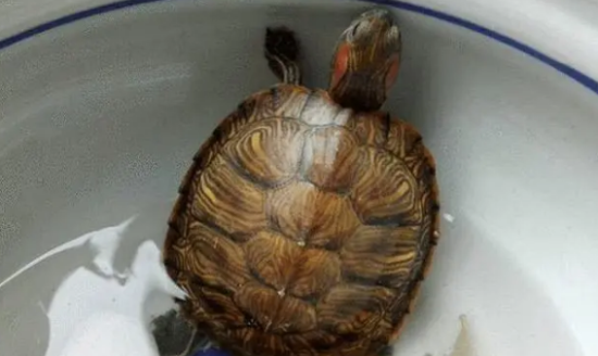 国家二级保护动物乌龟名单