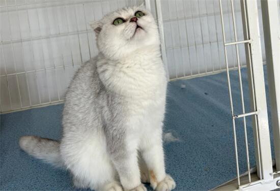 银渐层折耳猫一定会发病吗？看完你们就知道了