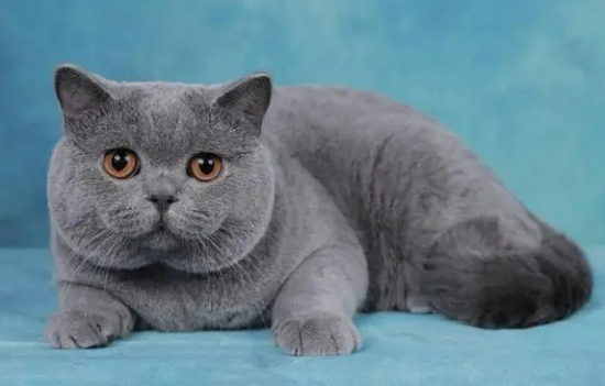蓝猫颜色为啥浅的贵?来看一看吧