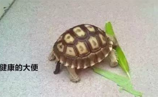 乌龟正常粪便图片