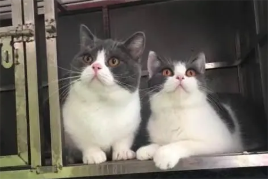 两只蓝白会生出蓝猫吗？铲屎官了解一下