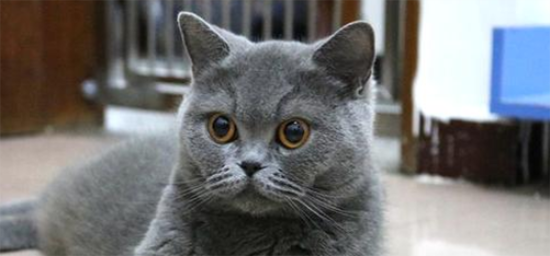想知道蓝猫是哪国的品种？来看看这篇文章