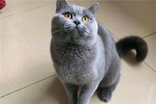 英短蓝猫会不会掉毛，看完你就了解了~