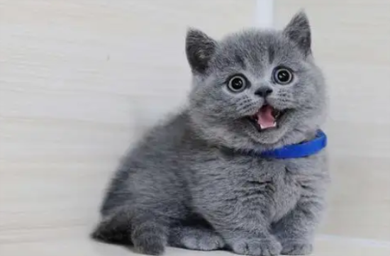 蓝猫发腮和不发腮的区别？饲养须知~