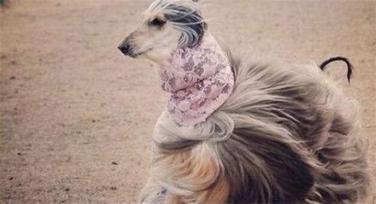 萨路基猎犬的毛色有几种