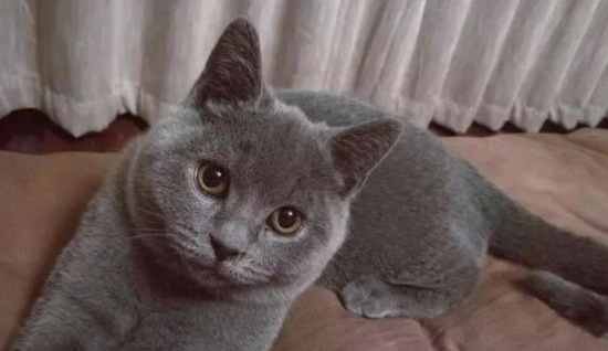 蓝猫几个月会变成“包子脸”？