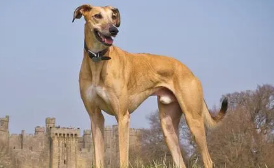 萨路基猎犬怎么挑选？挑选方法如下！