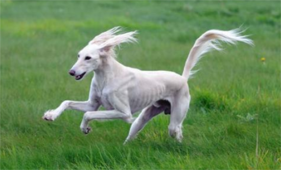 萨路基猎犬口腔怎么护理？不知道的快看