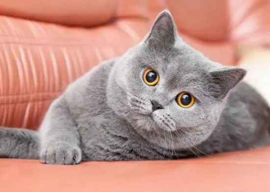 英短可以当土猫养吗？答案在这里~