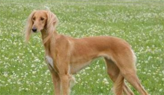 萨路基猎犬训练技巧有哪些