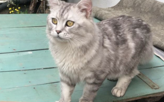 银渐层返祖长毛猫真相，令人意外！
