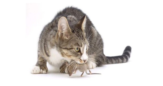 猫咪吃了老鼠后呕吐怎么办