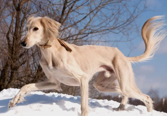 萨路基猎犬发烧怎么治疗，你知道吗？