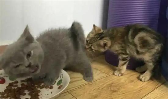 土猫和英短串的有没有危害 ，大家一定要知道！
