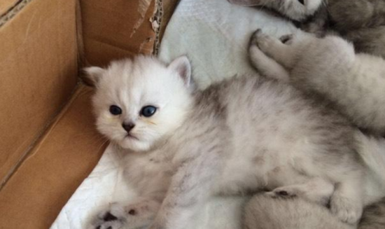 银渐层猫怎么样挑选？买之前来这看看