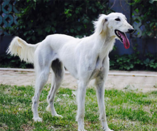 萨路基猎犬怎么训练才听话
