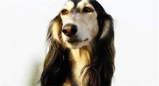 萨路基猎犬的特长是什么？感兴趣的朋友了解一下！