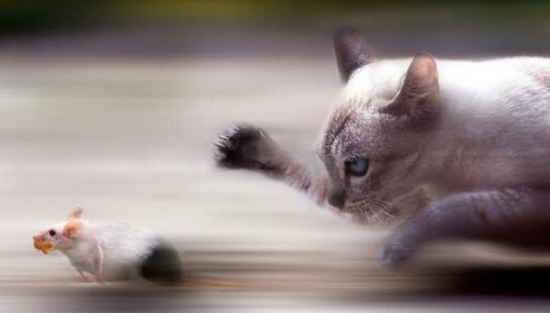 猫吃了老鼠会怎么样