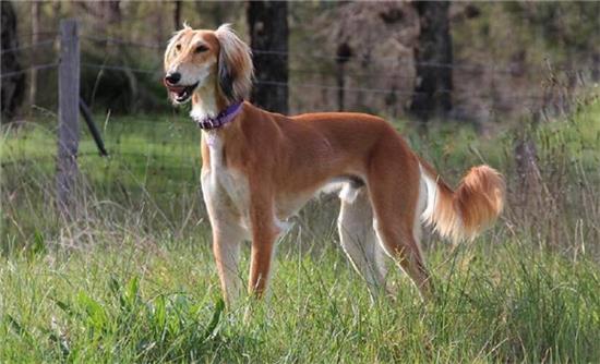 训狗训犬教程：萨路基猎犬怎么修剪指甲？