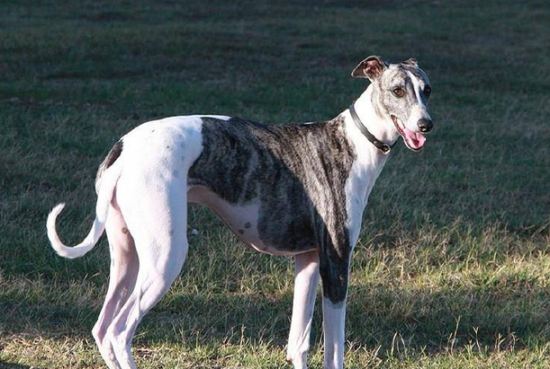 不知道格力犬幼犬断奶后怎么养？看这里