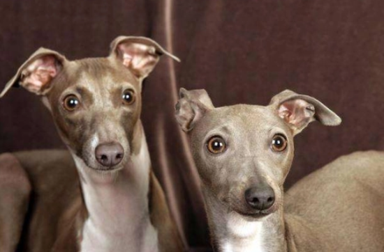 格力犬图片大全
