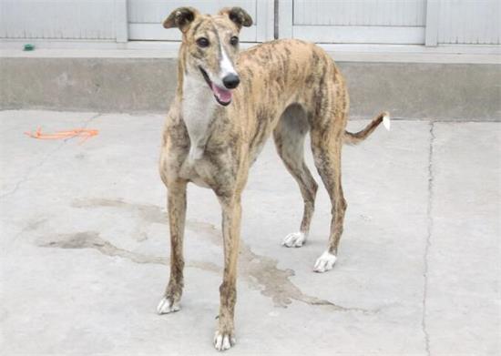 格力犬幼犬断奶后怎么养？