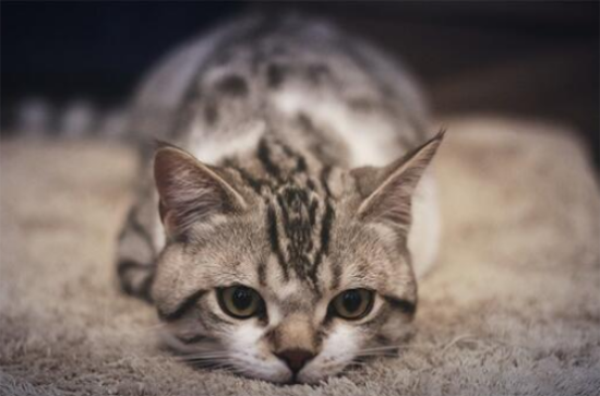 英国短毛猫怎么看品相，有什么要注意的吗？