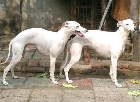 犬前腿o型腿如何纠正，格力犬补钙补锌能纠正o型腿吗
