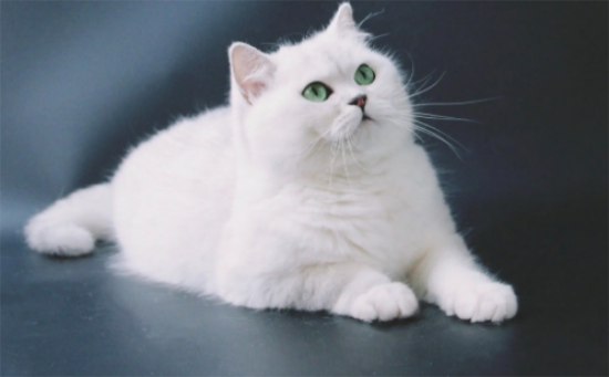 英国短毛猫怎么看品相，有什么要注意的吗？