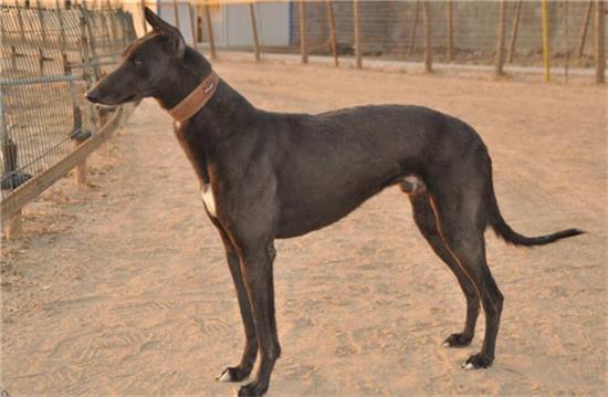 格力犬咳嗽怎么办？牢记这几招让您从容面对