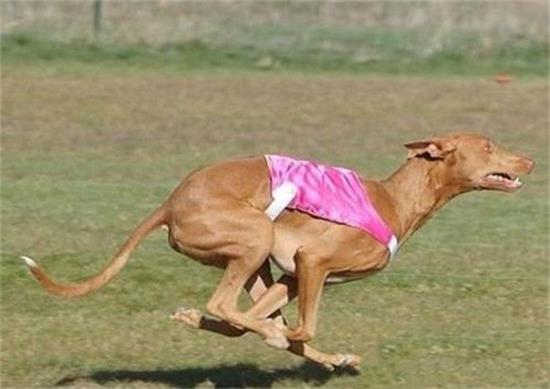 养法老王猎犬注意事项
